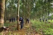 Giá giảm, nhiều nhà vườn Đồng Nai dừng khai thác mủ cao su